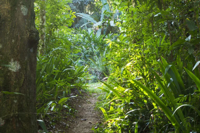 institucional-campus-estrutura-bosque-meditativo-01-768x512
