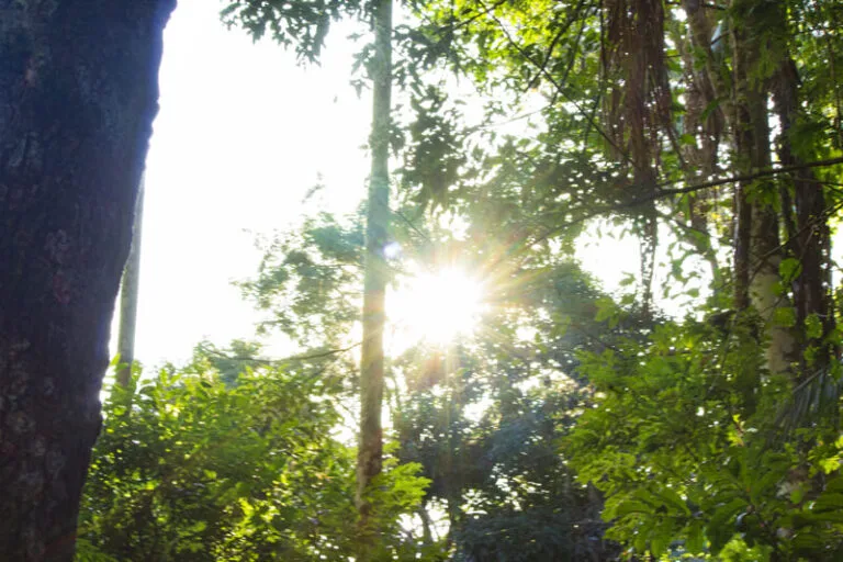 institucional-campus-estrutura-bosque-meditativo-04-768x512