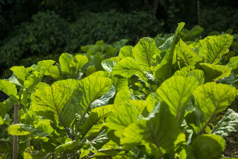 institucional-campus-estrutura-horta-01-768x512