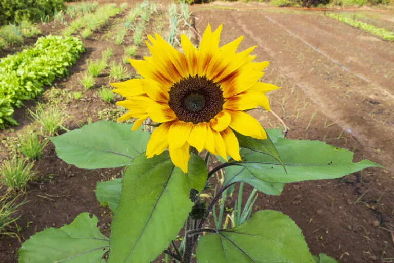 institucional-campus-estrutura-horta-03-768x512