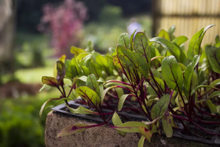 institucional-campus-estrutura-horta-04-768x512