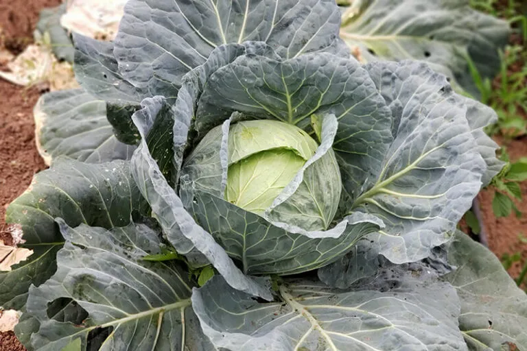 institucional-campus-estrutura-horta-08-768x512